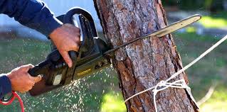 Best Storm Damage Tree Cleanup  in Bell Gardens, CA