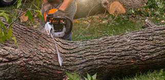 Bell Gardens, CA Tree Removal Services Company