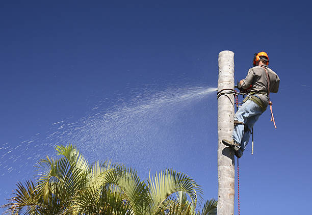 Best Tree Risk Assessment  in Bell Gardens, CA