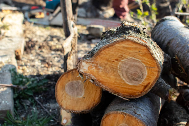 How Our Tree Care Process Works  in  Bell Gardens, CA