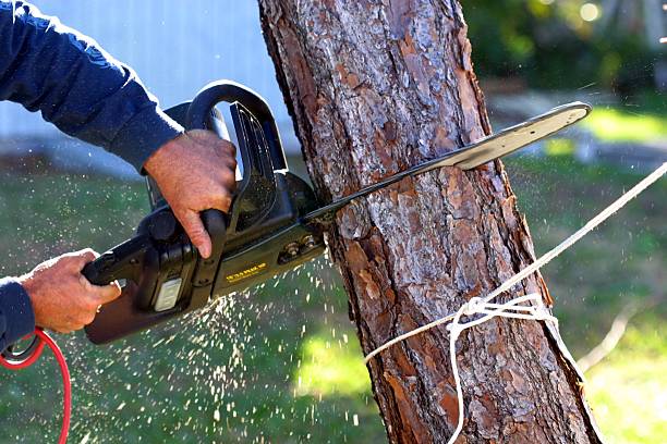 Best Tree Trimming and Pruning  in Bell Gardens, CA