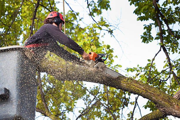 Best Utility Line Clearance  in Bell Gardens, CA