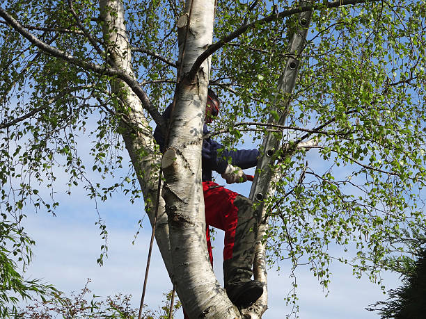 Best Arborist Consultation Services  in Bell Gardens, CA